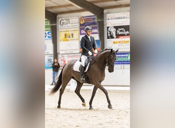 Oldenbourg, Jument, 4 Ans, 170 cm, Noir