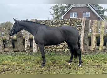 Oldenbourg, Jument, 4 Ans, 170 cm, Noir