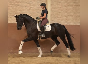 Oldenbourg, Jument, 4 Ans, 170 cm, Noir