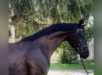 Oldenbourg, Jument, 4 Ans, 170 cm, Noir