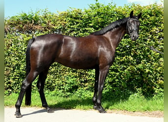 Oldenbourg, Jument, 4 Ans, 170 cm, Noir