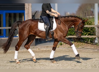 Oldenbourg, Jument, 4 Ans, 171 cm, Alezan