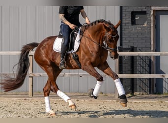 Oldenbourg, Jument, 4 Ans, 171 cm, Alezan