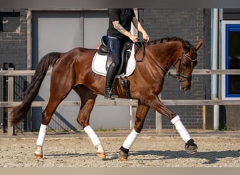 Oldenbourg, Jument, 4 Ans, 171 cm, Alezan