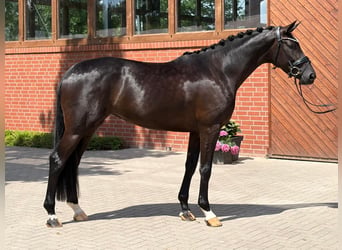 Oldenbourg, Jument, 4 Ans, 171 cm, Noir