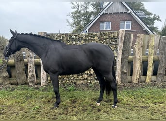 Oldenbourg, Jument, 4 Ans, 171 cm, Noir