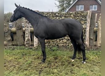 Oldenbourg, Jument, 4 Ans, 171 cm, Noir