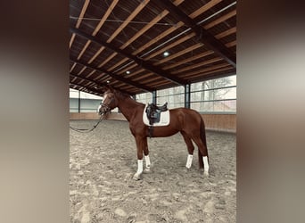 Oldenbourg, Jument, 4 Ans, 172 cm, Alezan brûlé