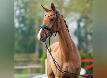Oldenbourg, Jument, 4 Ans, 172 cm, Alezan brûlé