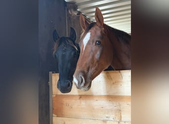 Oldenbourg, Jument, 4 Ans, 172 cm, Alezan brûlé