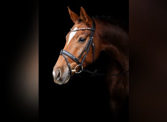 Oldenbourg, Jument, 4 Ans, 172 cm, Alezan brûlé