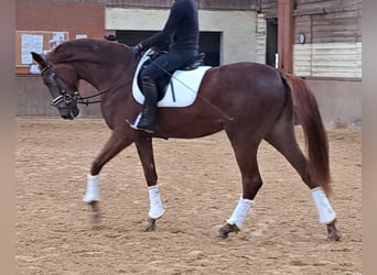 Oldenbourg, Jument, 4 Ans, 172 cm, Alezan