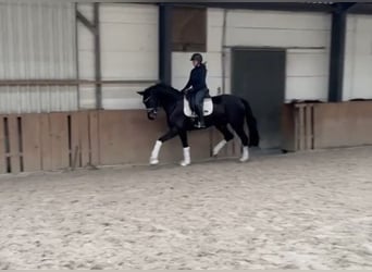 Oldenbourg, Jument, 4 Ans, 172 cm, Bai brun