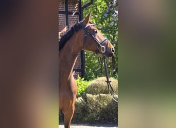 Oldenbourg, Jument, 4 Ans, 172 cm, Bai