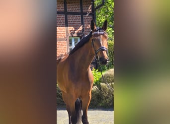 Oldenbourg, Jument, 4 Ans, 172 cm, Bai