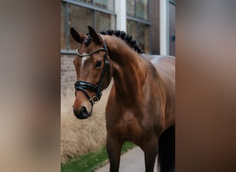 Oldenbourg, Jument, 4 Ans, 172 cm, Bai