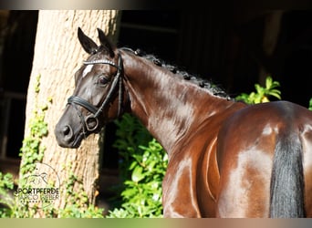 Oldenbourg, Jument, 4 Ans, 172 cm, Noir