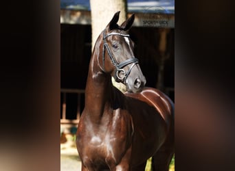 Oldenbourg, Jument, 4 Ans, 172 cm, Noir