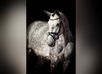 Oldenbourg, Jument, 4 Ans, 172 cm, Rouan bleu