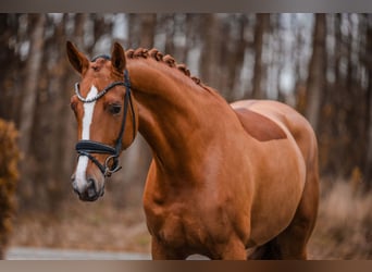 Oldenbourg, Jument, 4 Ans, 173 cm, Alezan