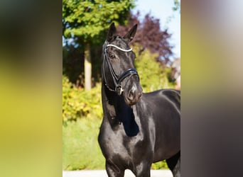Oldenbourg, Jument, 4 Ans, 173 cm, Noir