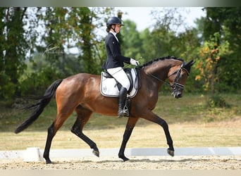 Oldenbourg, Jument, 4 Ans, 174 cm, Bai