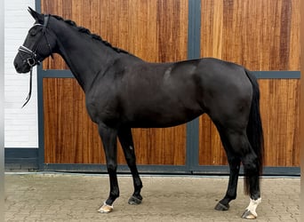 Oldenbourg, Jument, 4 Ans, 174 cm, Noir