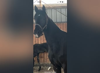 Oldenbourg, Jument, 4 Ans, 174 cm, Noir