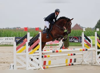 Oldenbourg, Jument, 4 Ans, 176 cm, Bai