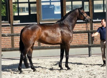 Oldenbourg, Jument, 4 Ans, Bai