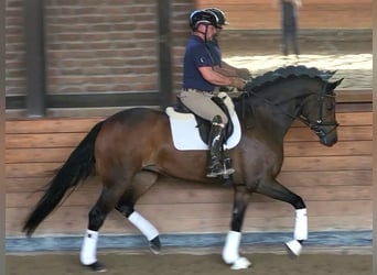 Oldenbourg, Jument, 4 Ans, Bai