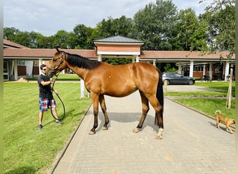 Oldenbourg, Jument, 4 Ans, Bai