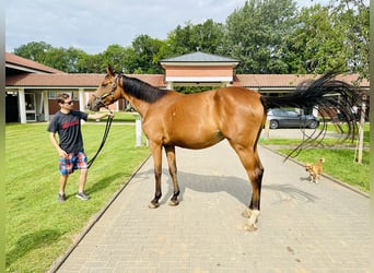 Oldenbourg, Jument, 4 Ans, Bai