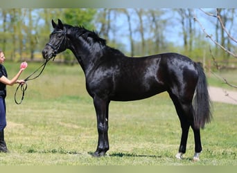 Oldenbourg, Jument, 4 Ans