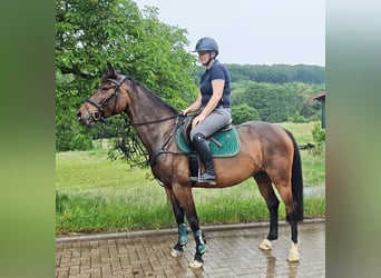 Oldenbourg, Jument, 5 Ans, 160 cm, Bai brun