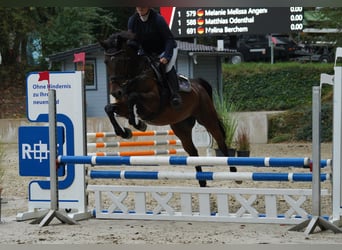 Oldenbourg, Jument, 5 Ans, 160 cm, Bai brun