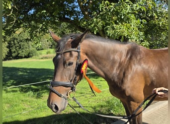 Oldenbourg, Jument, 5 Ans, 160 cm, Bai brun