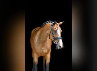 Oldenbourg, Jument, 5 Ans, 160 cm, Bai