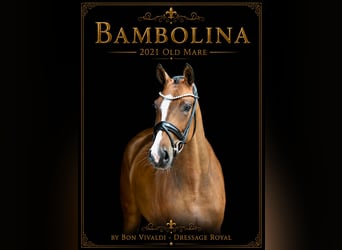 Oldenbourg, Jument, 5 Ans, 160 cm, Bai