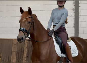 Oldenbourg, Jument, 5 Ans, 162 cm, Alezan brûlé