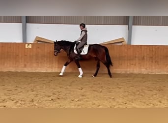 Oldenbourg, Jument, 5 Ans, 162 cm, Bai brun