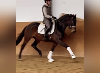 Oldenbourg, Jument, 5 Ans, 162 cm, Bai brun