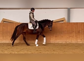 Oldenbourg, Jument, 5 Ans, 162 cm, Bai brun