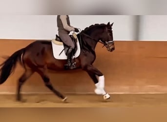 Oldenbourg, Jument, 5 Ans, 162 cm, Bai brun