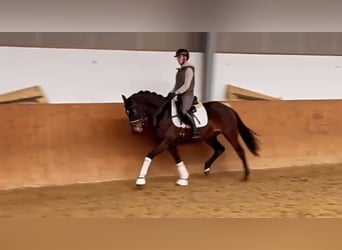 Oldenbourg, Jument, 5 Ans, 162 cm, Bai brun