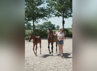 Oldenbourg, Jument, 5 Ans, 162 cm, Bai brun