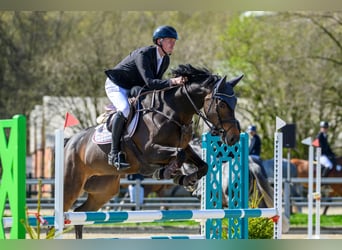 Oldenbourg, Jument, 5 Ans, 162 cm, Bai brun