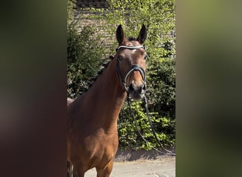 Oldenbourg, Jument, 5 Ans, 162 cm, Bai