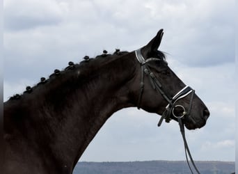 Oldenbourg, Jument, 5 Ans, 162 cm, Noir