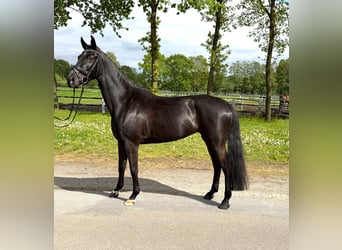 Oldenbourg, Jument, 5 Ans, 162 cm, Noir